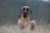 DOGUE ALLEMAND 698